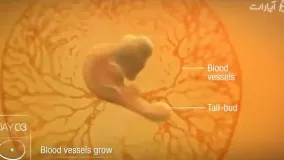  مراحل کامل رشد جنین (نطفه) در داخل تخم مرغ