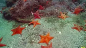 ستاره‌های دریایی از دوره اردویسین، مربوط به دوران دیرینه‌زیستی یعنی حدود 400 میلیون سال پیش تا کنون در اقیانوس‌ها و دریاها زندگی می‌کنند. 