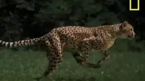 حرکت آهسته دویدن یوزپلنگ  