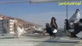 کبوتران عباس قناری