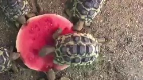 هندوانه خوردن لاک پشت ها  