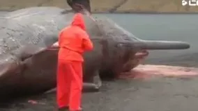 لحظه منفجر شدن نهنگ