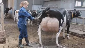 Intelligent Technology Smart Farming Modern Automatic Cow Milking Shoeing Cleaning Transportation