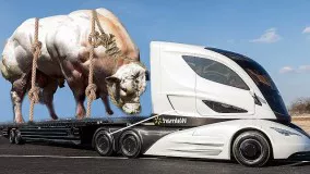 Intelligent Technology Smart Modern Farming Huge Bull Buffalo Transportation Cow Milking Breeding