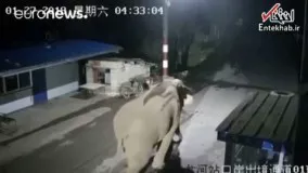 فیلم/ فیل بازیگوش از مرز چین وارد خاک لائوس شد!