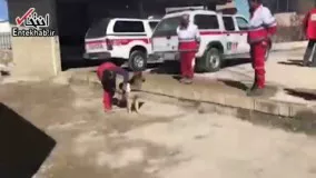 فیلم/ استفاده از سگ‌های زنده‌یاب در محل سقوط هواپیما 