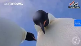 فیلم/ سلفی دو پنگوئن‌ کنجکاو در قطب جنوب