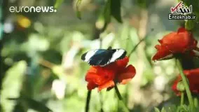 فیلم/ لحظاتی زیبا در باغ پروانه‌های سان دیگو