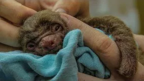 Tiny orphan baby sloth rescued | BBC Earth