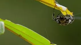 Spider Shoots 25 Metre Web | The Hunt | BBC Earth