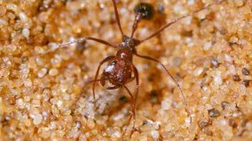 مرگ مورچه ها | The Hunt | BBC Earth
