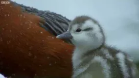 اردک ها | Wild Patagonia | BBC Earth