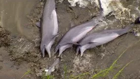 خودکشی نهنگ ها | The Hunt | BBC Earth