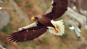 World's Largest Eagle Attacks Kittiwake Birds | Blue Planet | BBC Earth