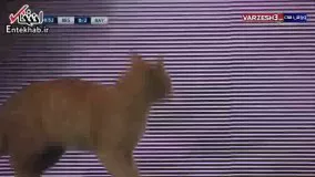  فیلم/ گربه ای که بازی بایرن مونیخ - بشیکتاش را متوقف کرد!