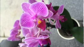 How To Pollinate Orchid - روش لقاح مصنوعی و بذر گیری از گل ارکیده