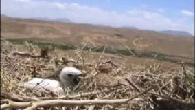 مستند عقاب مار خور در ایران بیجارگروس کردستان