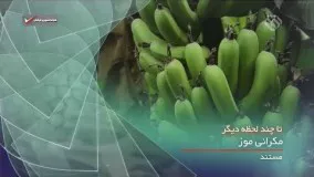 مستند دیدنی درباره تولید موز ایرانی در چابهار - مکرانی موز