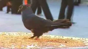 کبوتر سیاه - حرم حضرت معصومه قم  