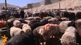 کابل: در آستانه عید سعید قربان بازارهای فروش مواشی رونق یافته اند