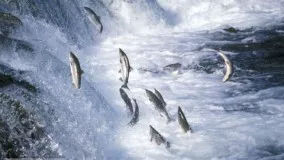National geographic - Salmon Documentary  - BBC wildlife animal documentary