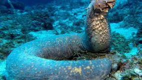 National Geographic Wild - Ocean Animals Life Under the Sea -  National Geographic Animals