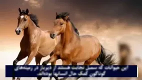 حقایق جالب جدید-حقایقی جالب درباره اسب ها 