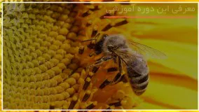 آموزش زنبور داری با تجهیزاتی ابتدایی