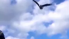 عقاب تیز پرواز آسمان