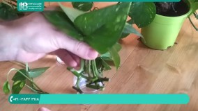نگهداری از گیاهان آپارتمانی | روش قلمه زدن گیاه لشکری
