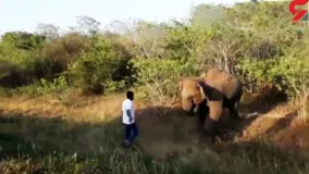 فراری دادن فیل با دست خالی توسط یک مرد
