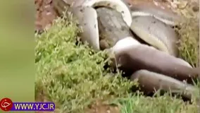 حیات وحش ، انتقام مار از تمساح پس از ۵ ساعت مبارزه جانانه