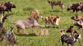 نبرد بین شیر و 20 سگ وحشی : حیات وحش