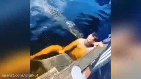 اقدام دیوانه وار یک مرد در برابر کروکودیل در آب