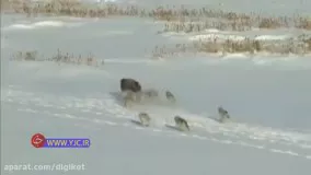 خیانت یک بوفالو به همنوع خود برای فرار از دست گرگ‌ها