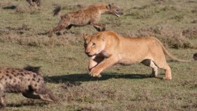 حیات وحش ، رقابت شیر و کفتار برای بقاء