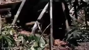 حیات وحش ، مبارزه گربه سانان بزرگ با مار پیتون