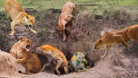 حیات وحش ، حمله و مبارزه شیرها در مقابل حیوانات