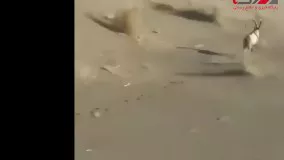 جنایت آفرود بازان در کویر مرنجاب ؛
 صحنه ای تلخ از یک جنازه
