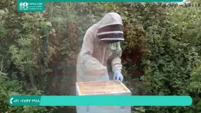 پرورش زنبور عسل | بچه دادن یا تقسیم کلنی در زنبور عسل