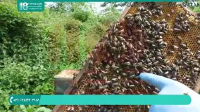 اجزاء تشکیل دهنده کلنی زنبورعسل | زنبورداری