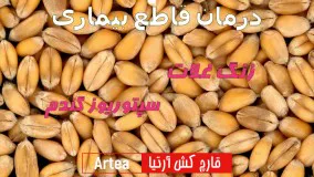 مزارع گندم سالم با سم قارچ کش آرتیا | Artea