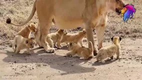 حیات وحش ، اولین راهپیمایی توله شیرها به همراه مادر
