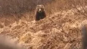 مستند حیات وحش : شکار خرس با تیر و کمان