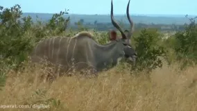 حیات وحش ، تلاش تماشایی شیر برای شکار