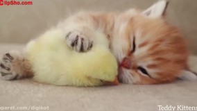 خوابیدن گربه ملوس و جوجه ناز در کنار هم ؛ گربه و جوجه کیوت