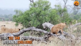 حیات وحش آفریقا ، فصل تولد شکارچیان از یوزپلنگ تا شیر و کفتار