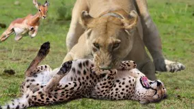حیات وحش آفریقا ، شکست و پیروزی شکارچیان از شیر تا پلنگ و چیتا