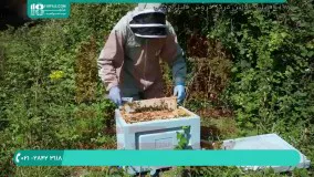 محل استقرار مناسب برای کلنی زنبور عسل در فصل زمستان