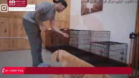 نحوه استفاده از توپ برای تربیت سگ خانگی